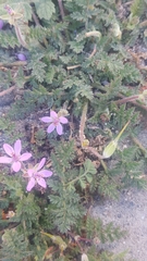 Erodium cicutarium