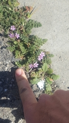 Erodium cicutarium