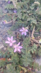 Erodium cicutarium
