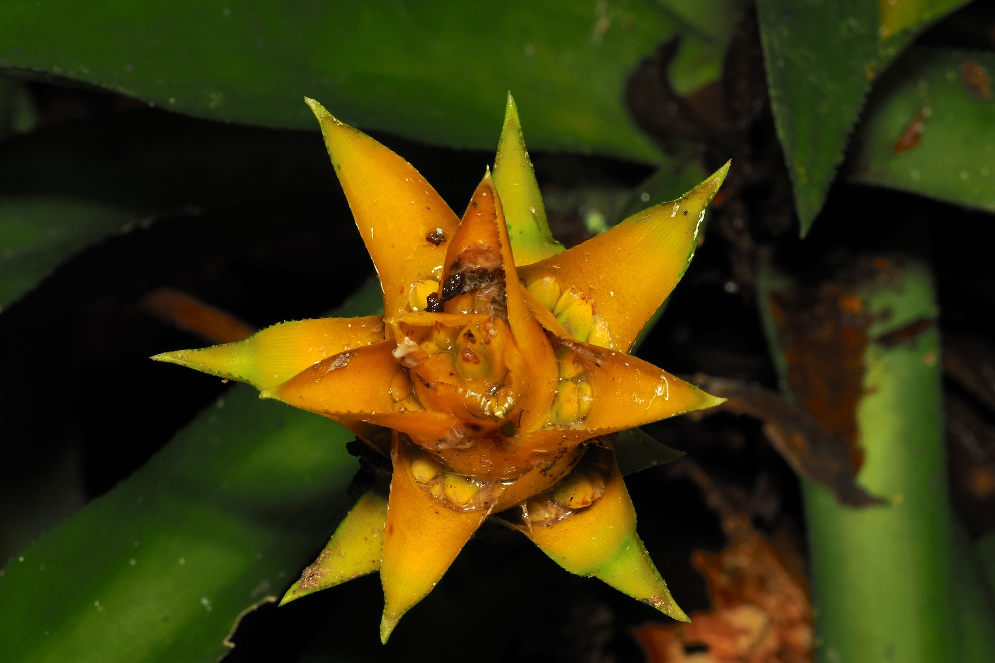 Canistropsis Billbergioides (Canistropsis billbergioides)