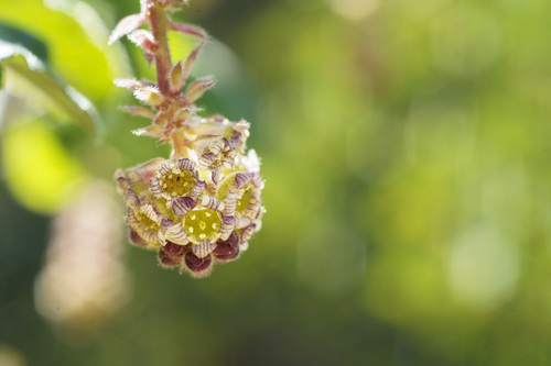 Moreno currant (Ribes canthariforme)