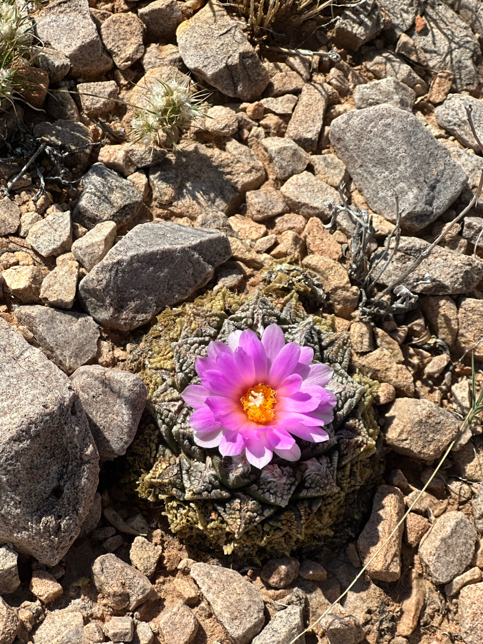 Chautle Livingrock (Ariocarpus fissuratus)