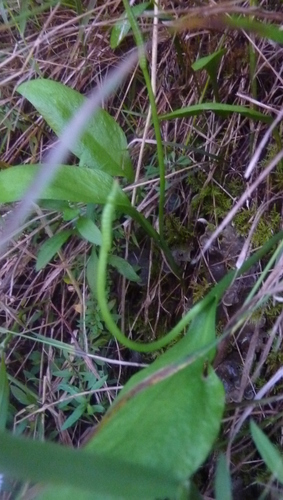 Ophioglossum vulgatum subsp. africanum image