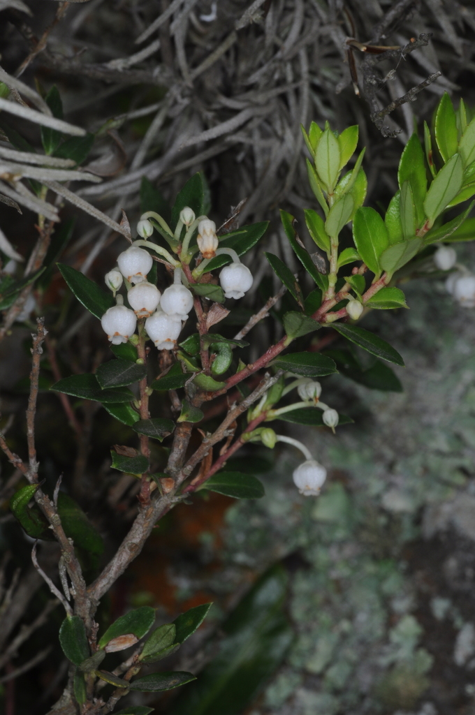 Gaultheria