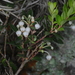 Gaultheria poeppigii - Photo (c) aacocucci, algunos derechos reservados (CC BY-NC), subido por aacocucci