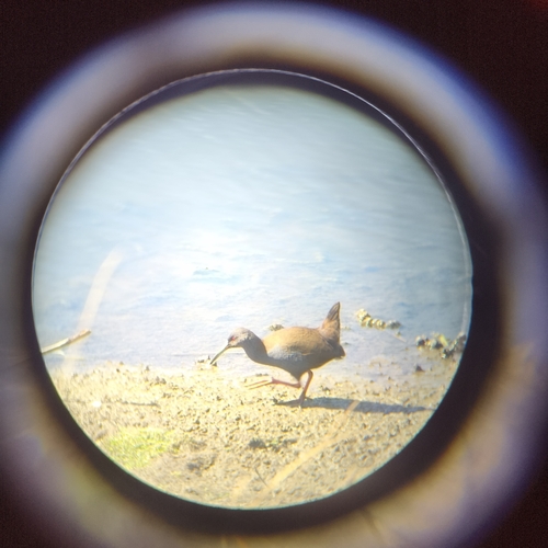 Plumbeous Rail (Pardirallus sanguinolentus), photo 10