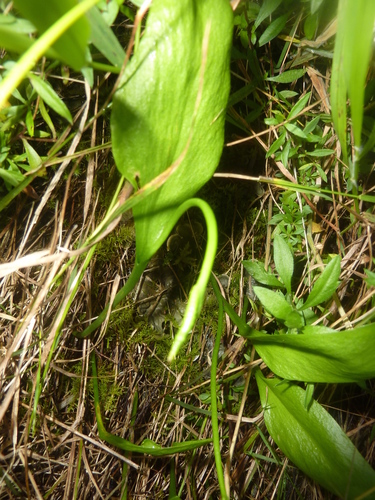 Ophioglossum vulgatum subsp. africanum image