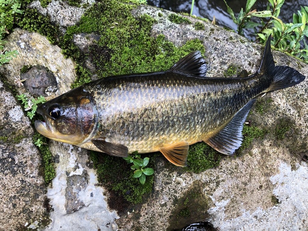 Machaca Tetra