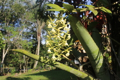 Epidendrum coronatum