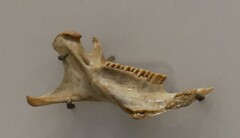 Puerto Rican Hutia photo 2