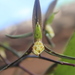 Catasetum tuberculatum - Photo (c) sofianogales, algunos derechos reservados (CC BY-NC), subido por sofianogales
