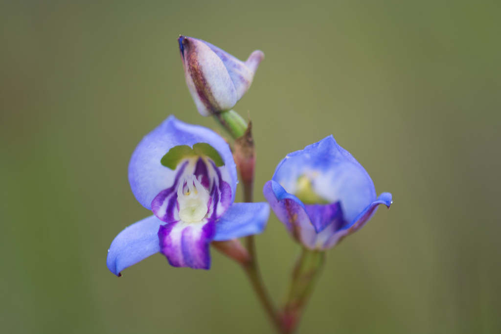 Grass Disa
