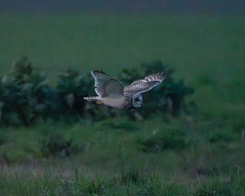 View observation of {o.common_name} on iNaturalist