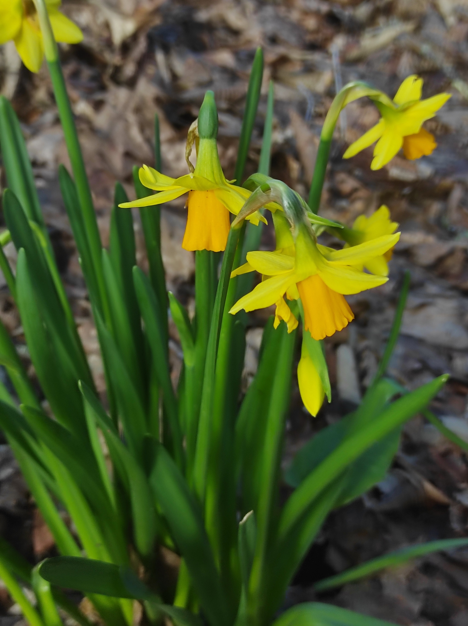 Cyclamen-flowered narcissus