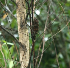 Calumma crypticum