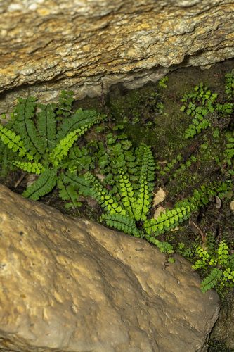 western spleenwort (Asplenium vespertinum)