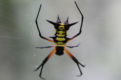 Micrathena kirbyi