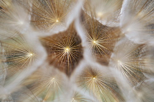 Tragopogon pratensis iNat (1)