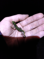 Triturus pygmaeus