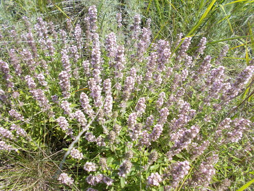 Eurasian thyme (Thymus pannonicus)