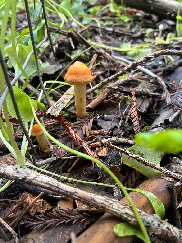 Leratiomyces percevalii · February 2026 · photo: © clara651 (iNaturalist, cc-by)