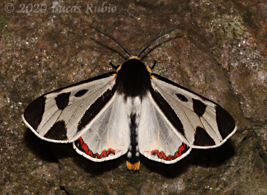 Dysschema centenaria