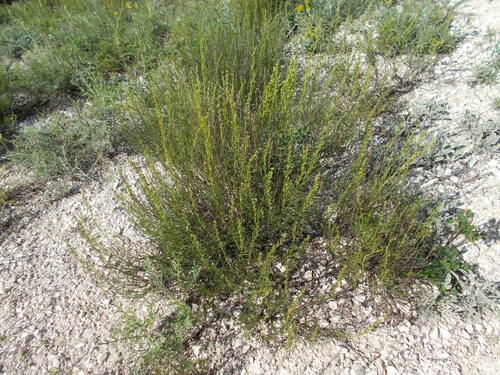 saltwort wormwood (Artemisia salsoloides)