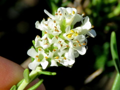 Selago speciosa