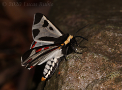 Dysschema centenaria