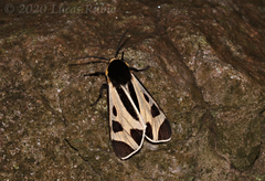 Dysschema centenaria