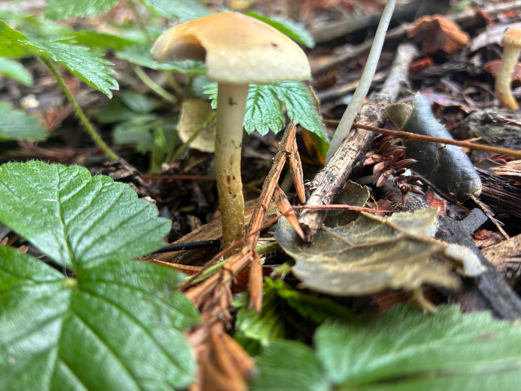 Leratiomyces percevalii · February 2026 · photo: © clara651 (iNaturalist, cc-by)