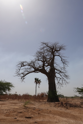 African baobab