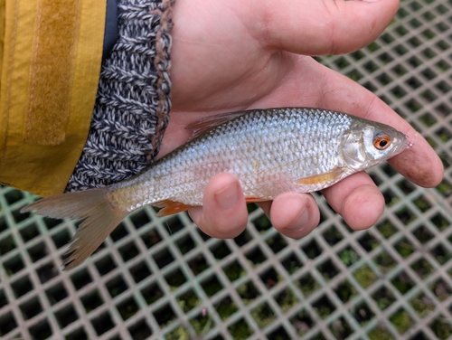 Rutilus rutilus