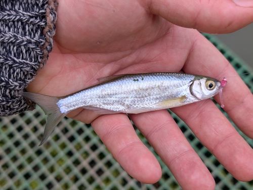 Alburnus alburnus
