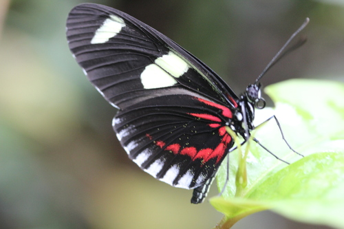 Subspecies Heliconius leucadia leucadia · iNaturalist