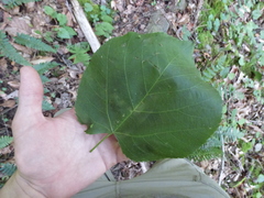 Tilia americana heterophylla