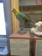 Conuropsis carolinensis