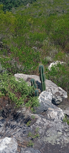 Hedge cactus
