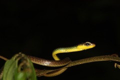 Linnaeus' Sipo photo 2
