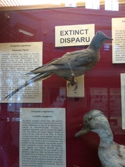 Ectopistes migratorius