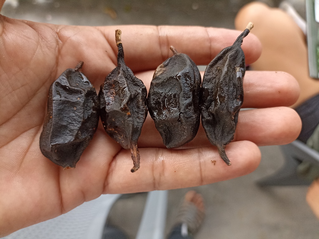 Styphnolobium parviflorum