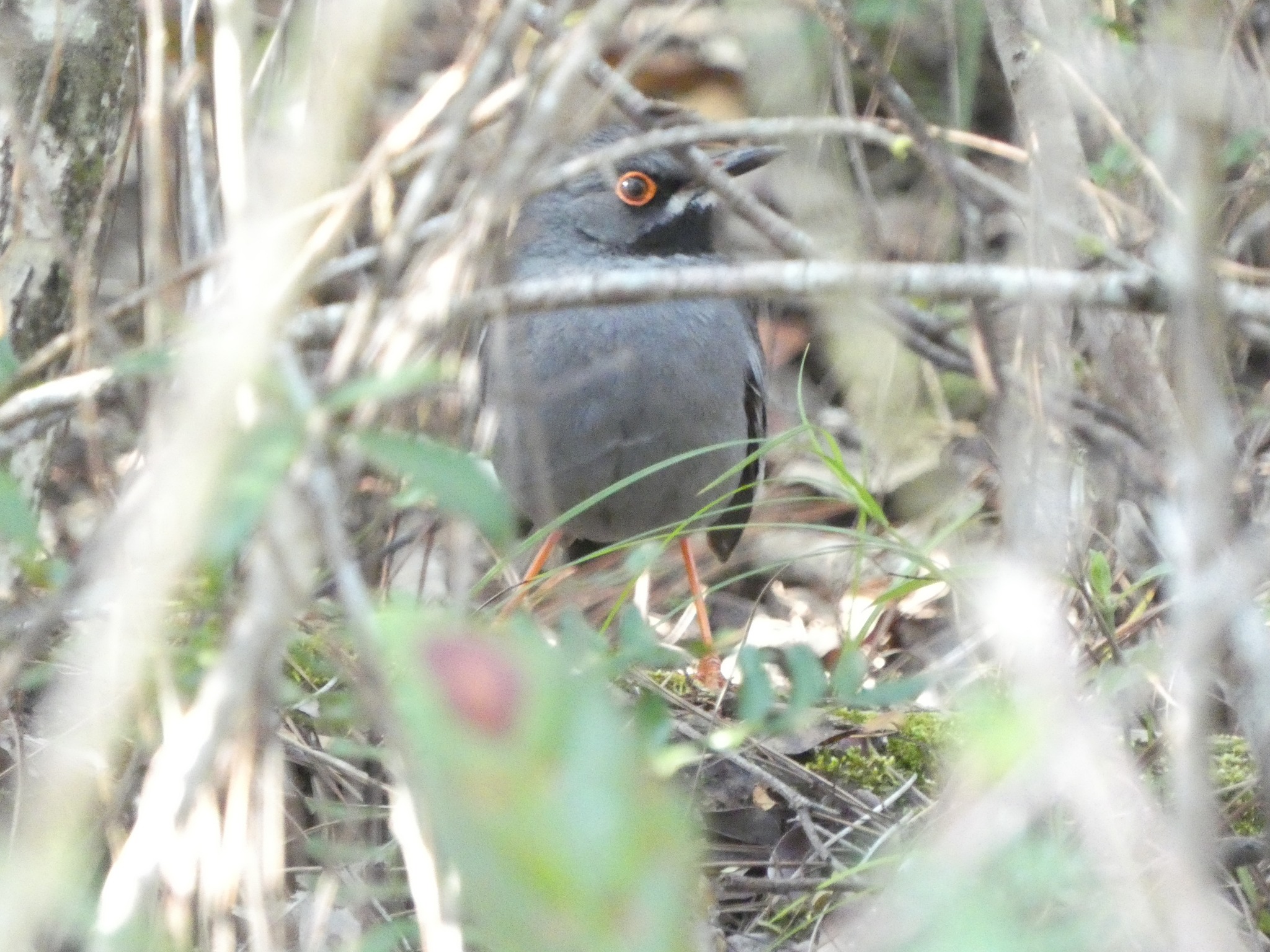 Western Red-legged Thrush (Turdus plumbeus), photo 7