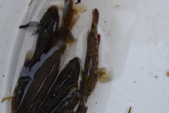 Gobiomorphus huttoni