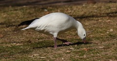 Anser caerulescens × rossii