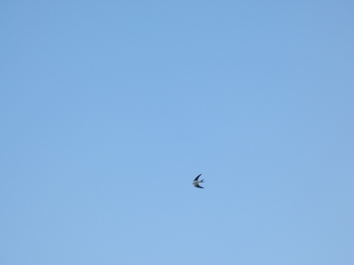 Bahama Swallow (Tachycineta cyaneoviridis), photo 6
