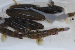 Gobiomorphus huttoni