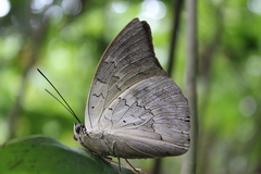 Archaeoprepona demophoon