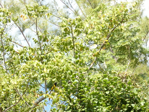 Bahama Oriole (Icterus northropi), photo 2