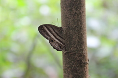Magneuptychia