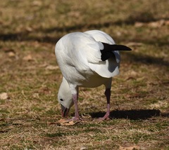 Anser caerulescens × rossii